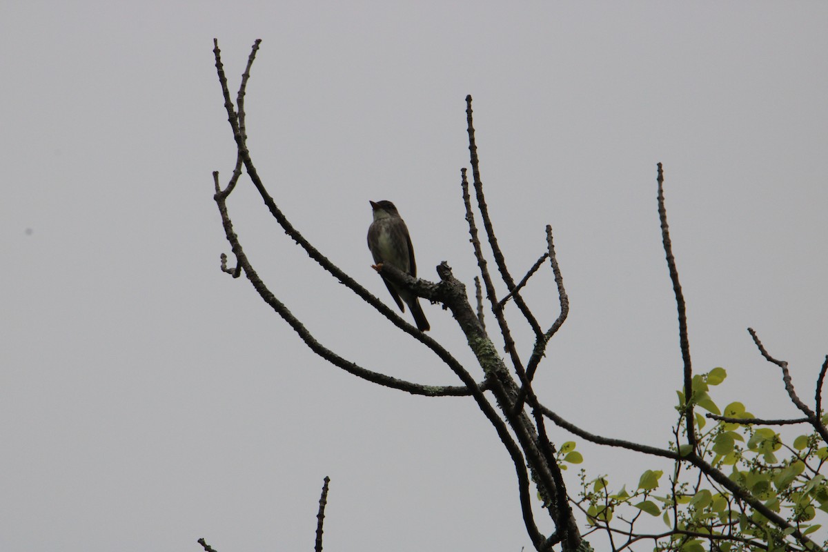 Olive-sided Flycatcher - ML619701707