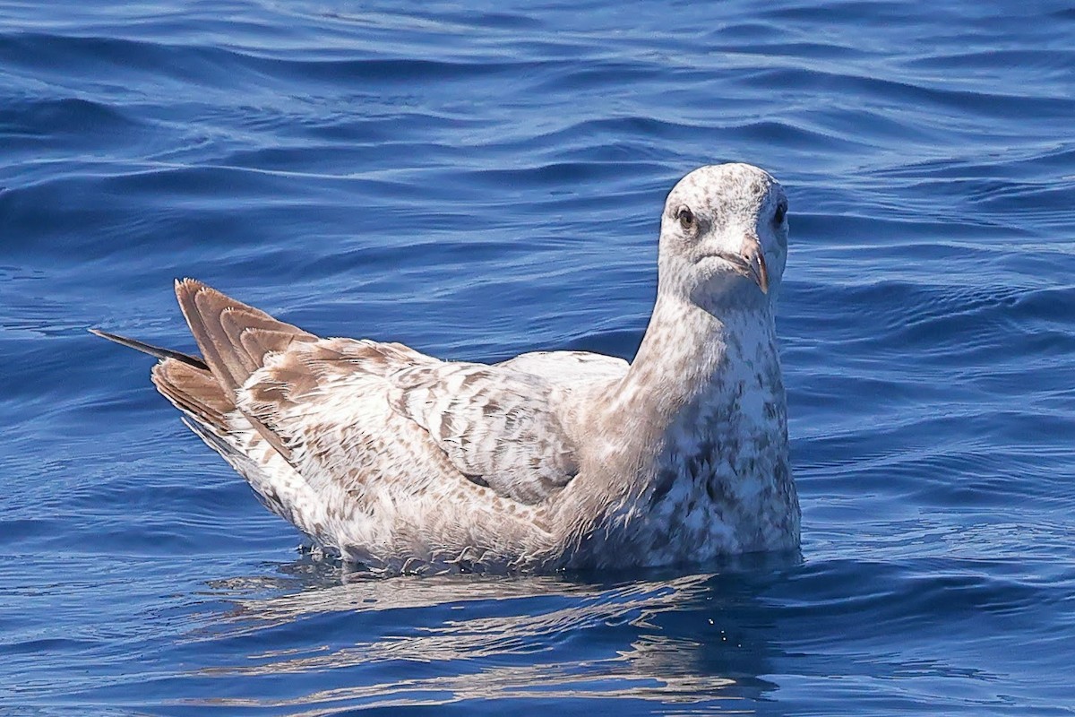 Herring Gull - ML619701717