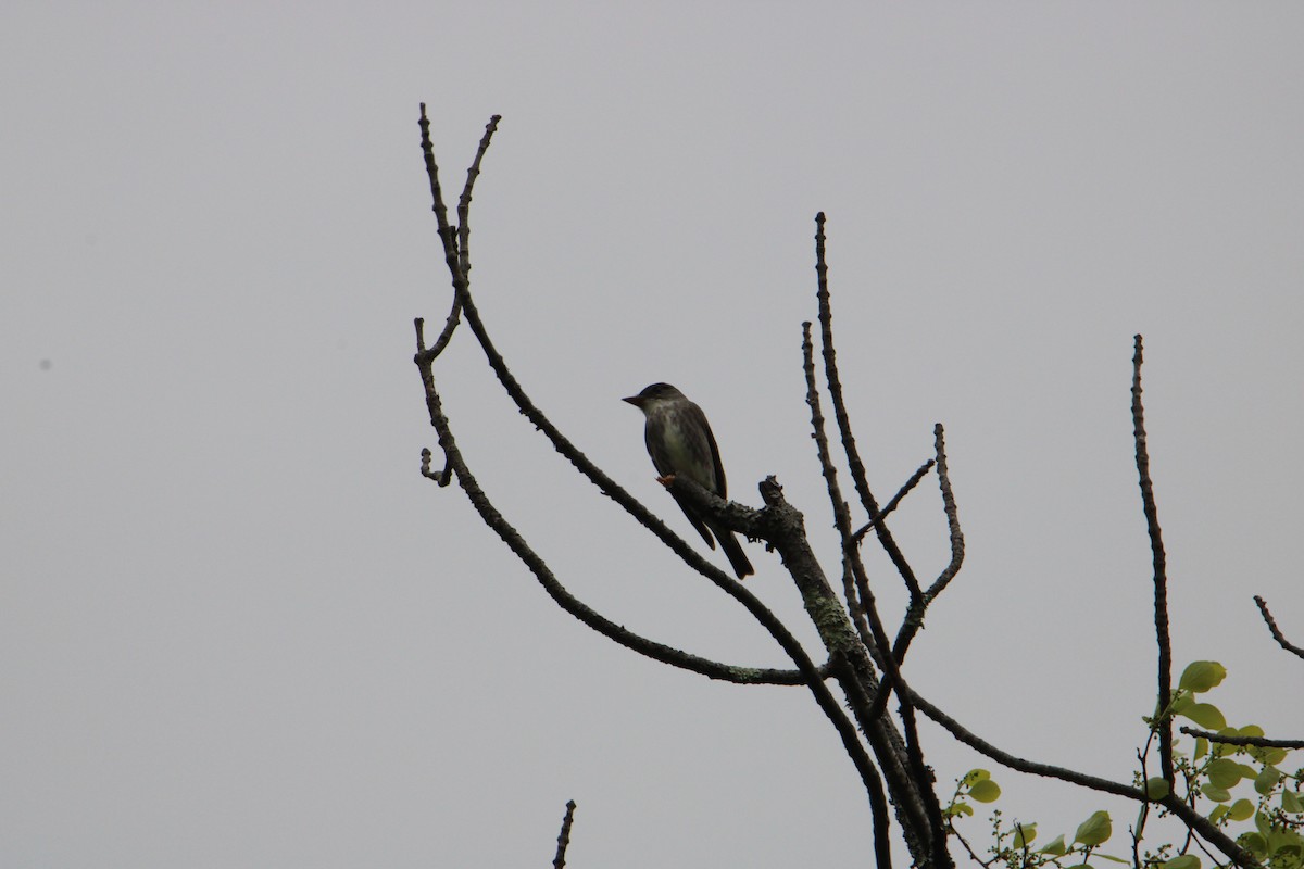 Olive-sided Flycatcher - ML619701718