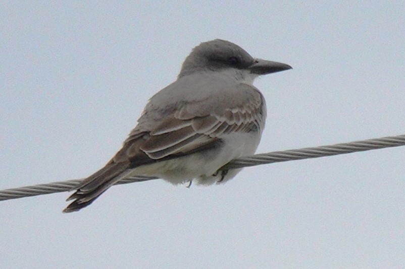 Gray Kingbird - ML619701729