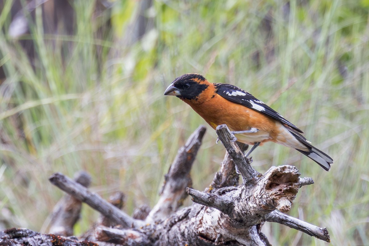 Black-headed Grosbeak - ML619701732