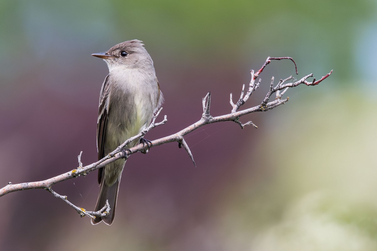 Western Wood-Pewee - Elliott Ress