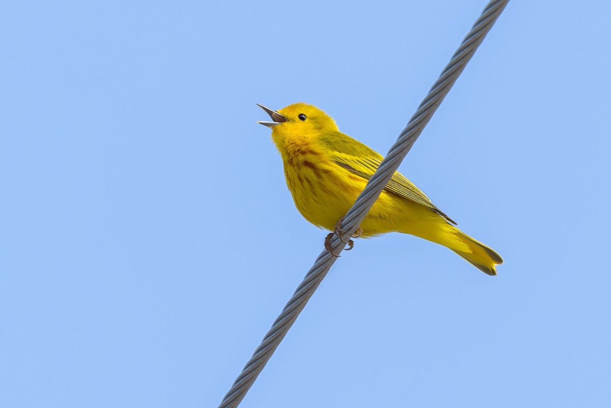 Yellow Warbler (Northern) - ML619701794