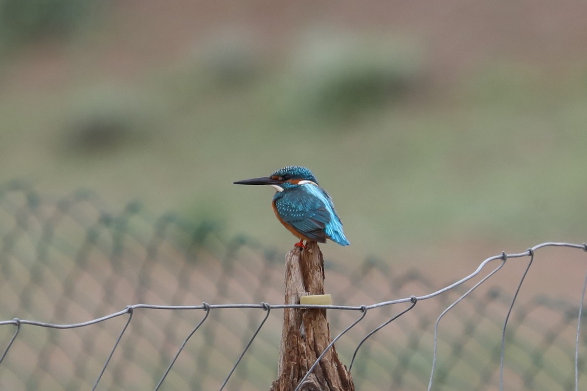 Common Kingfisher - ML619701808