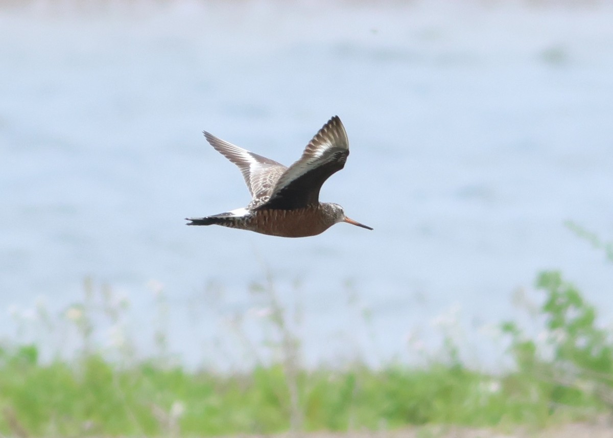 Hudsonian Godwit - ML619701834