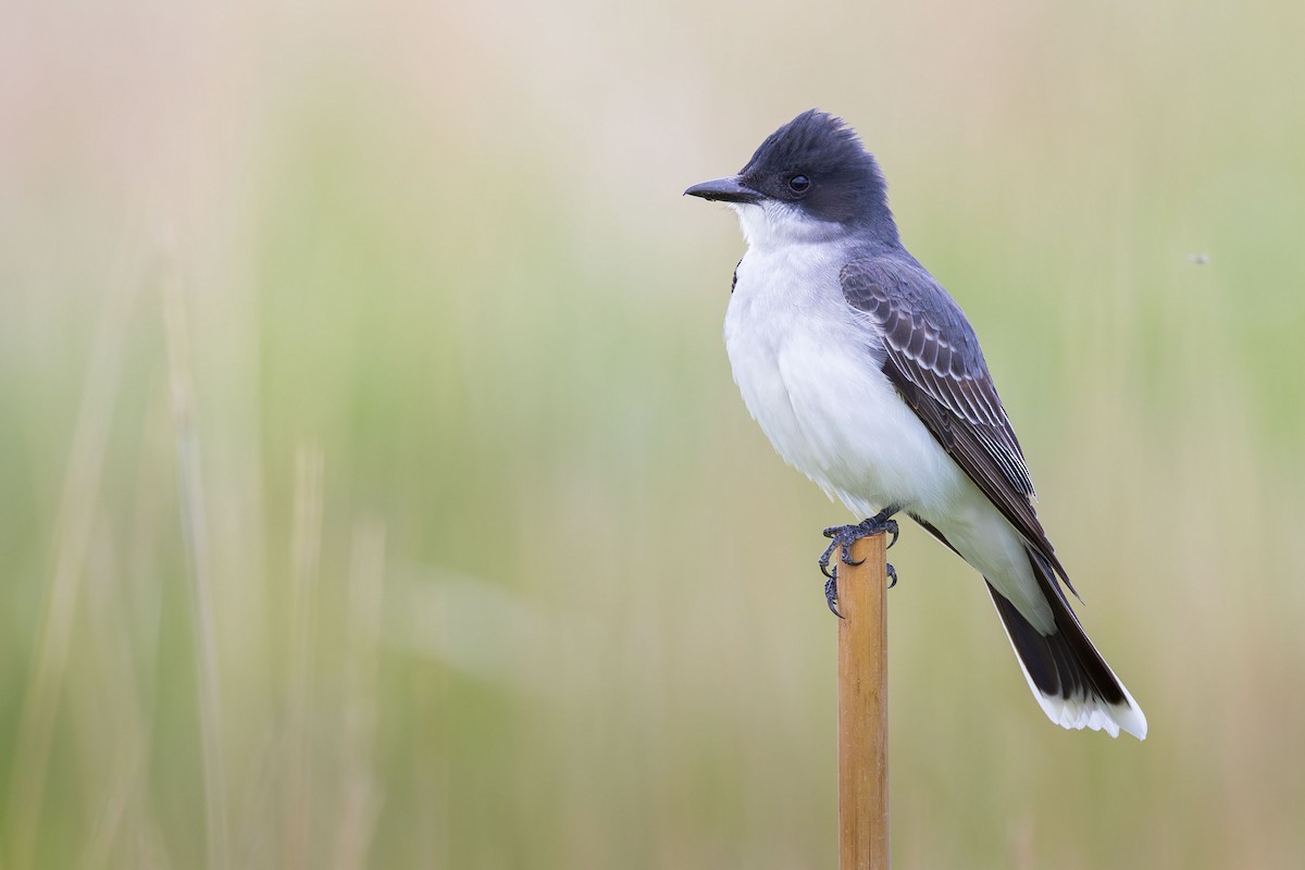 Eastern Kingbird - ML619701837