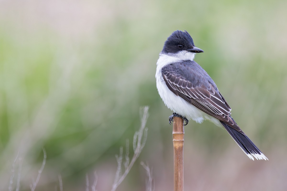 Eastern Kingbird - ML619701838