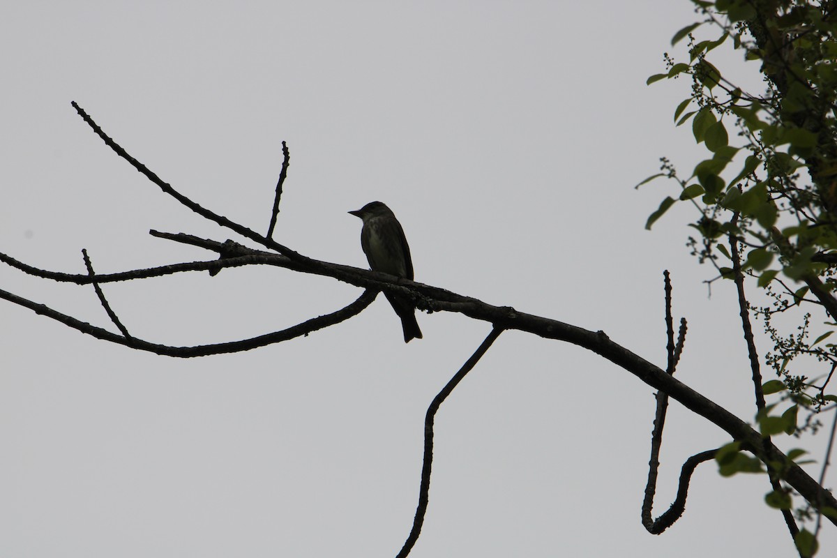 Olive-sided Flycatcher - ML619701879