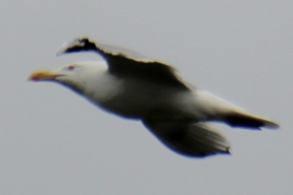 Herring Gull (American) - ML619701893
