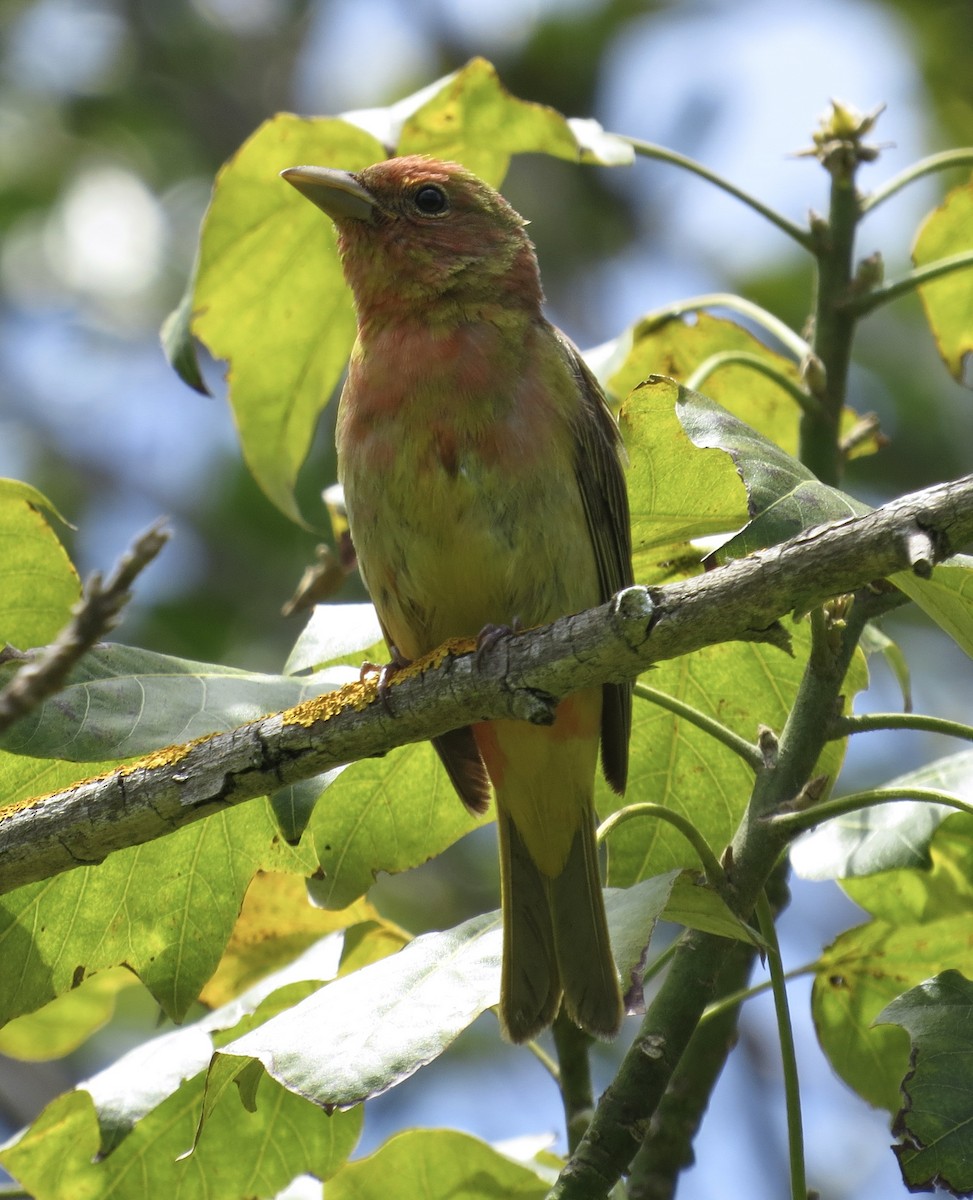 Summer Tanager - ML619701898