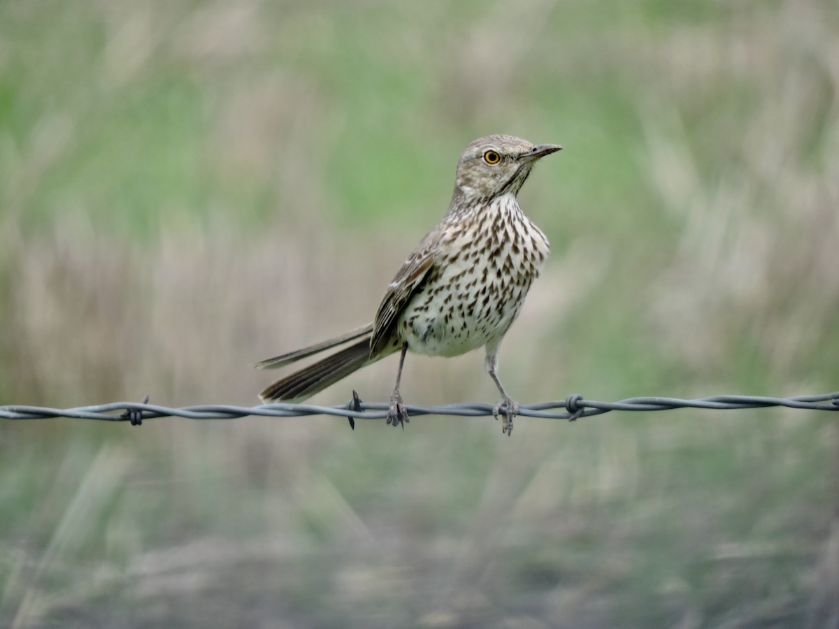 Sage Thrasher - Daniel Casey