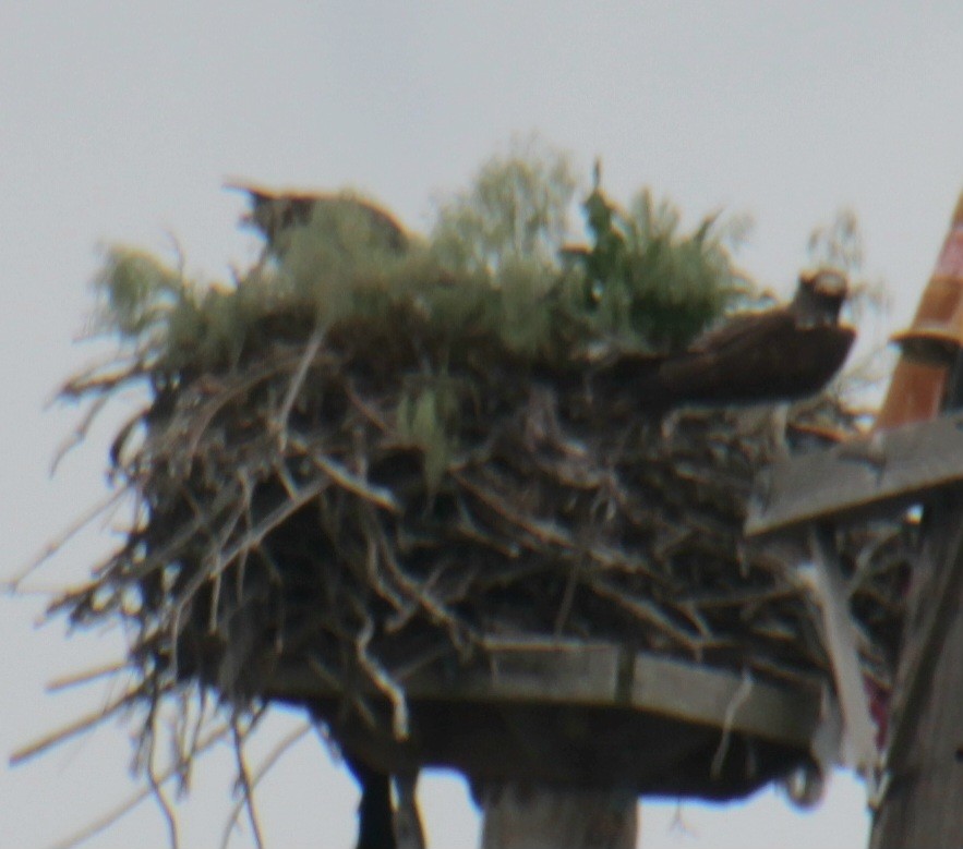 Osprey (carolinensis) - ML619701928