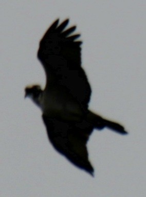 Osprey (carolinensis) - ML619701929