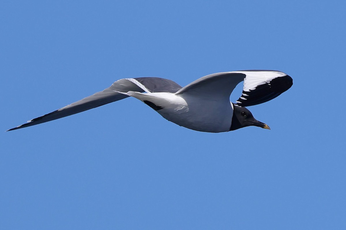 Gaviota de Sabine - ML619701977