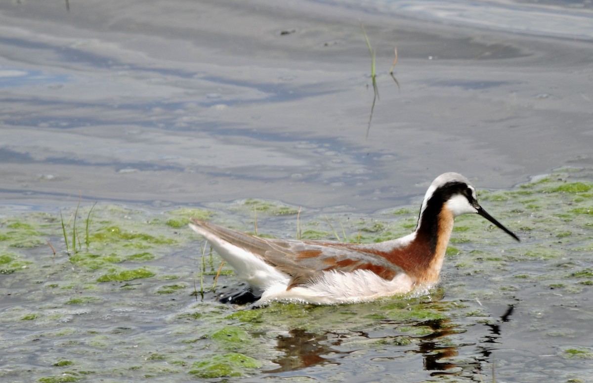 Falaropo Tricolor - ML619701979