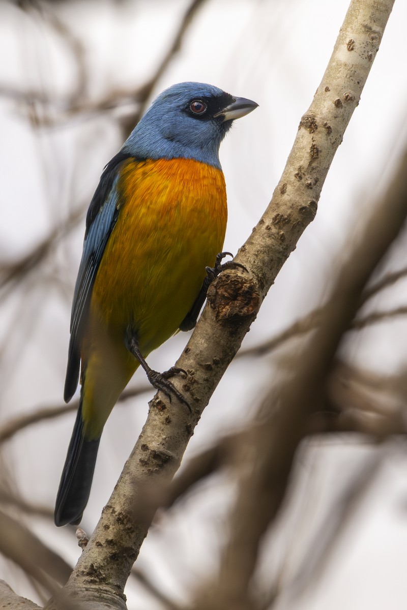 Blue-and-yellow Tanager - ML619701987