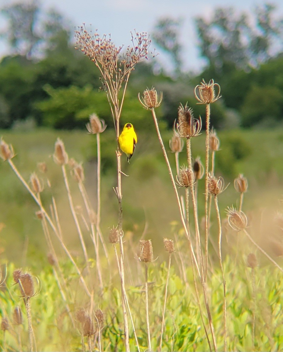 American Goldfinch - ML619701994