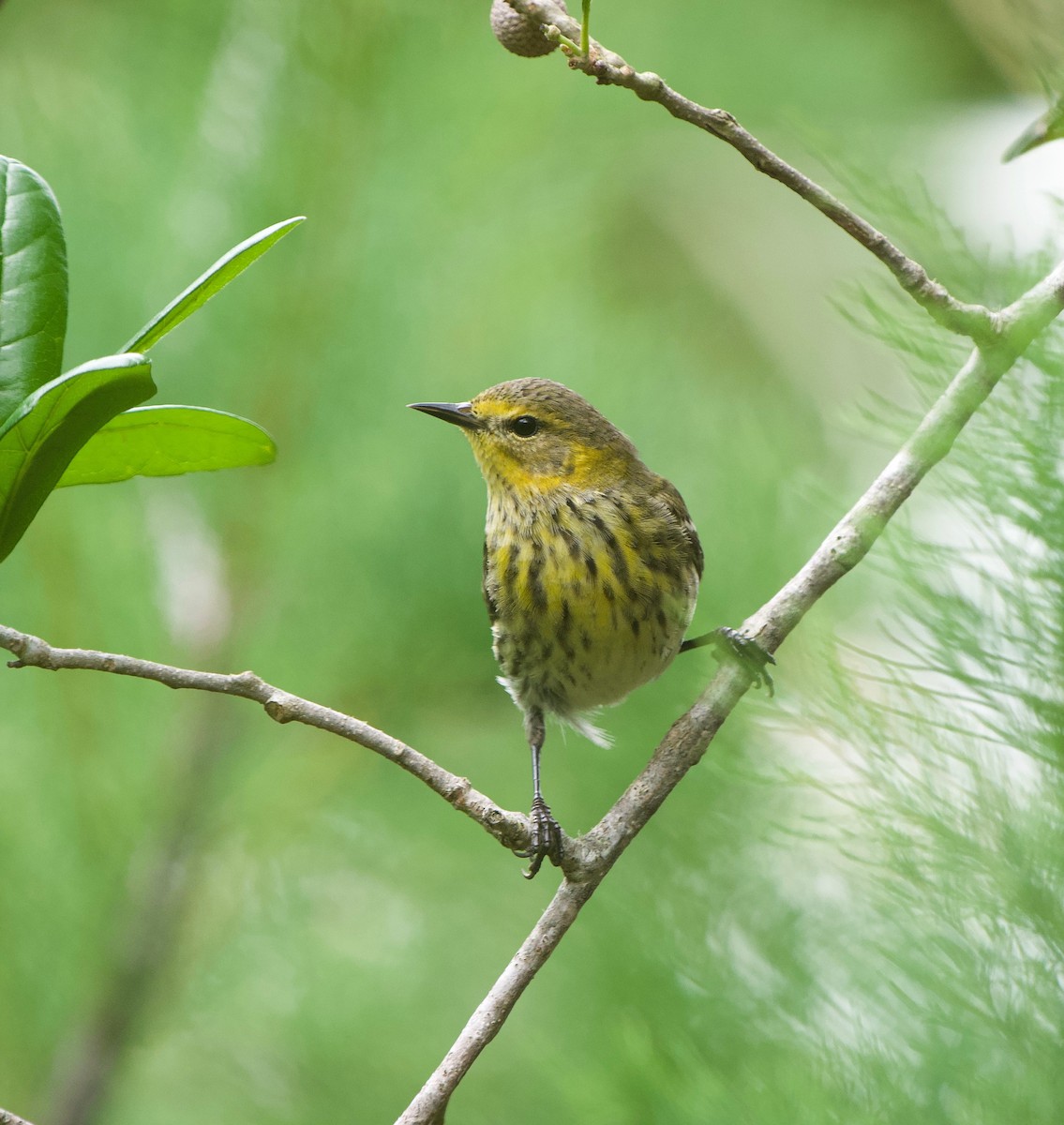 Cape May Warbler - ML619702024