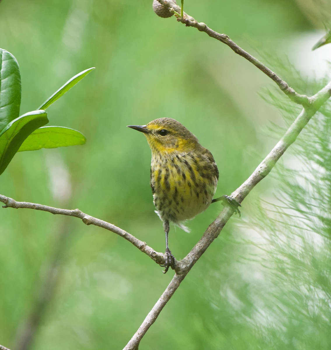 Paruline tigrée - ML619702024