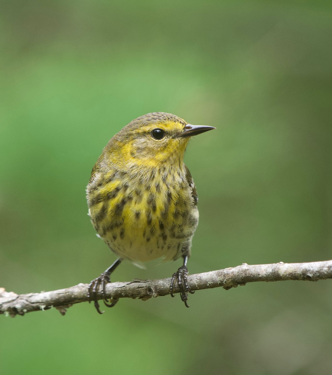 Cape May Warbler - ML619702026