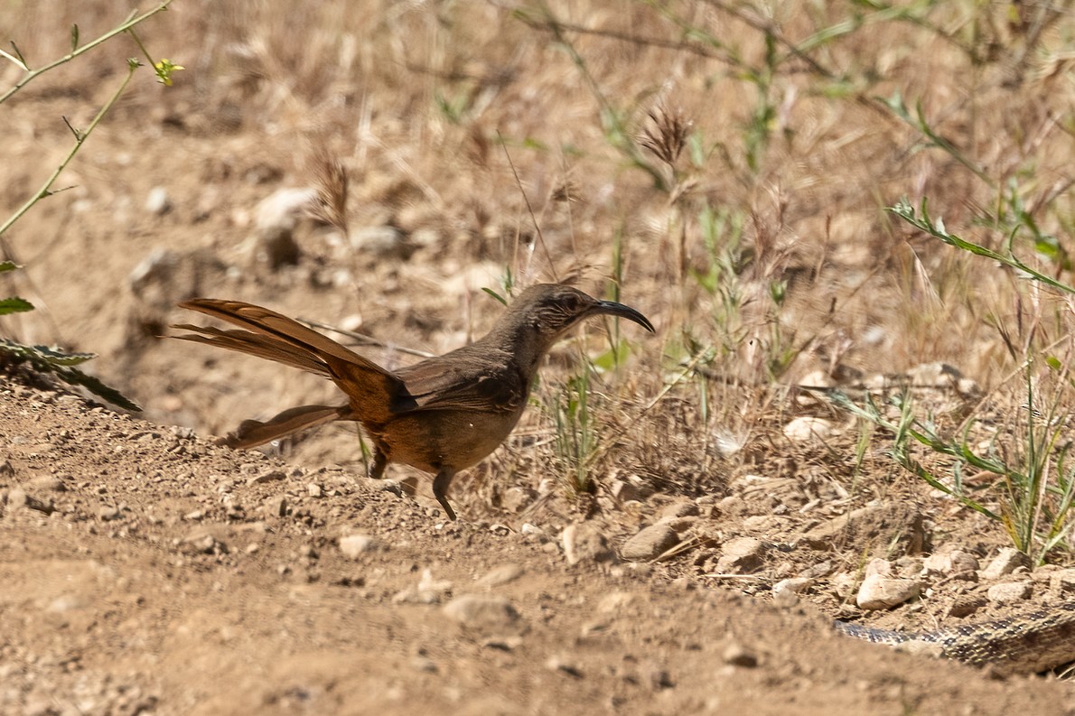 California Thrasher - ML619702031