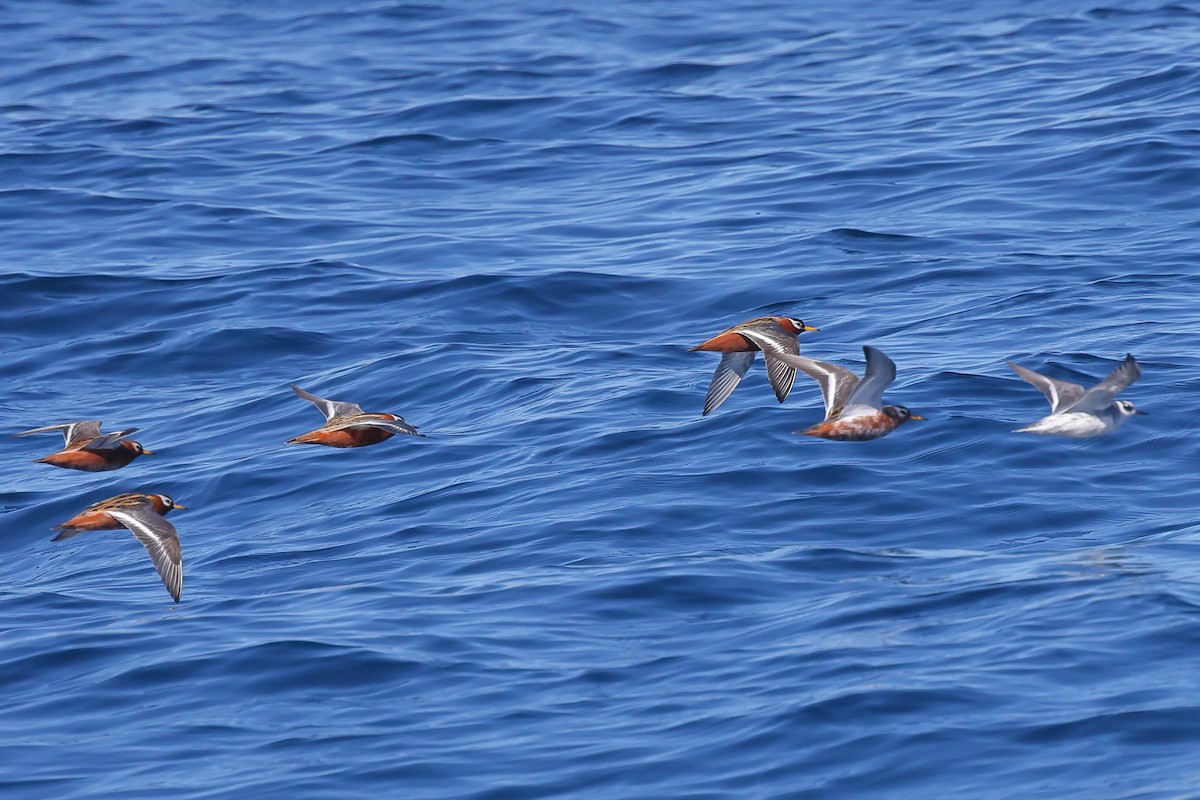 Red Phalarope - ML619702043