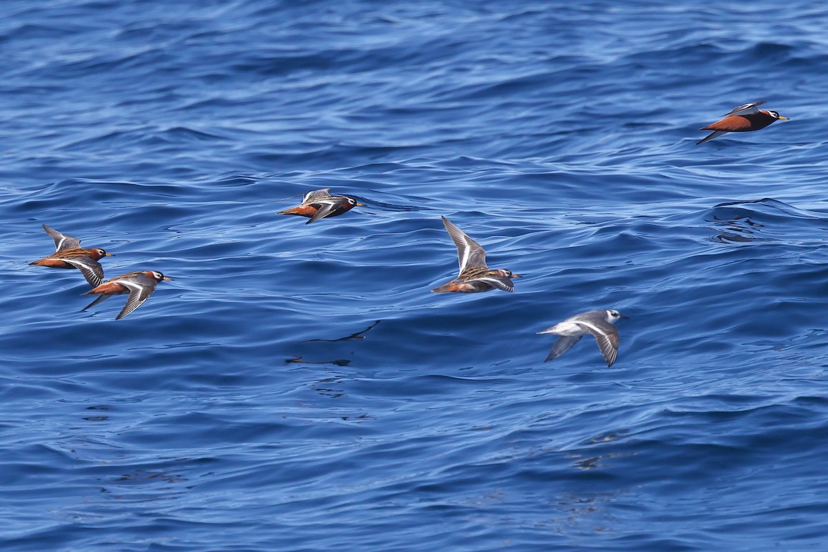 Red Phalarope - ML619702083