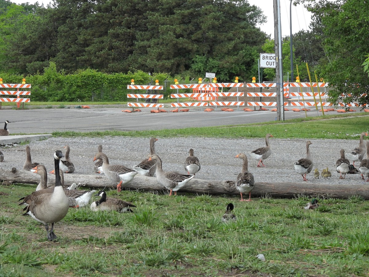 Graylag Goose (Domestic type) - ML619702094