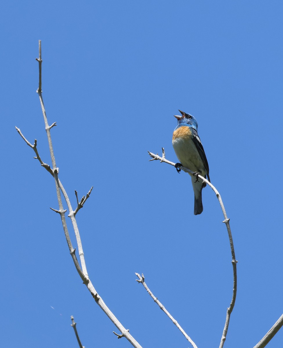 Lazuli Bunting - ML619702125