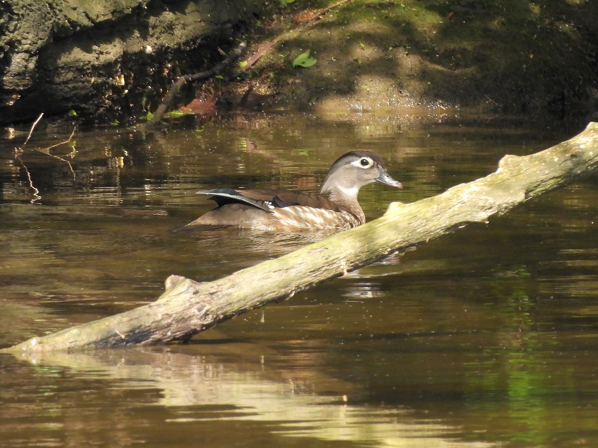 Wood Duck - ML619702127