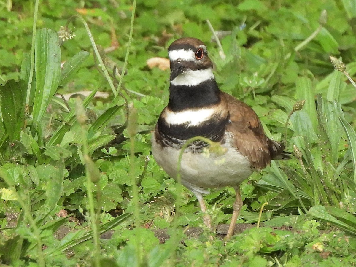 Killdeer - ML619702138