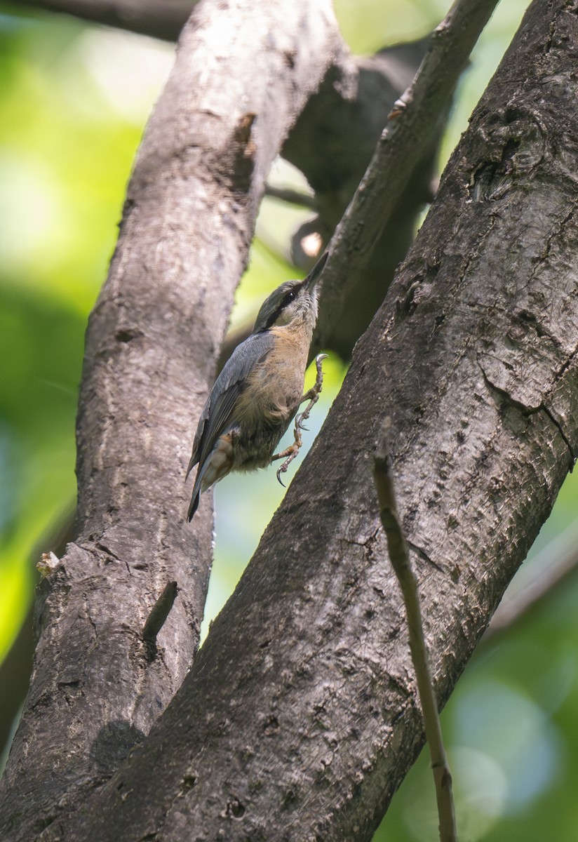 Eurasian Nuthatch - ML619702150