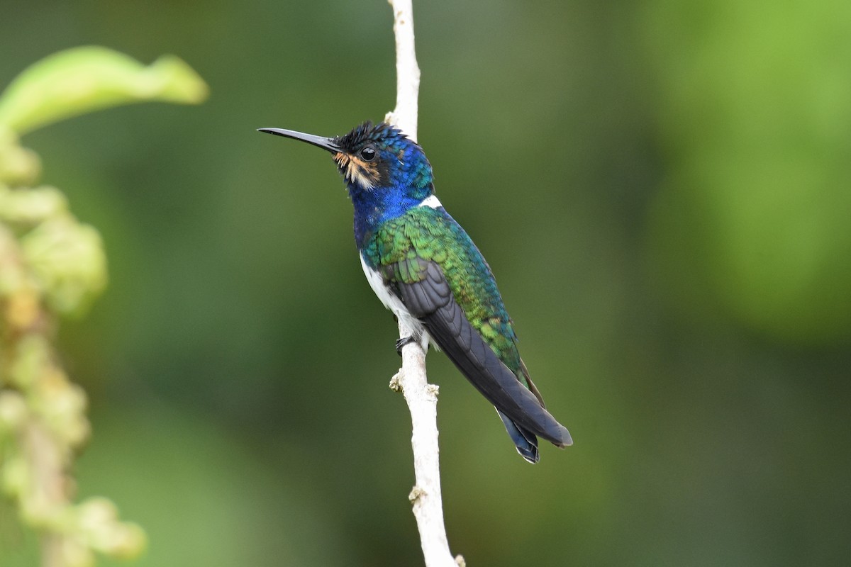 White-necked Jacobin - ML619702152