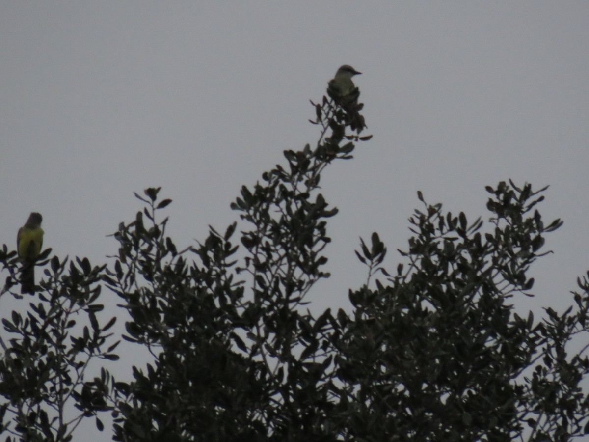 Couch's Kingbird - ML619702165