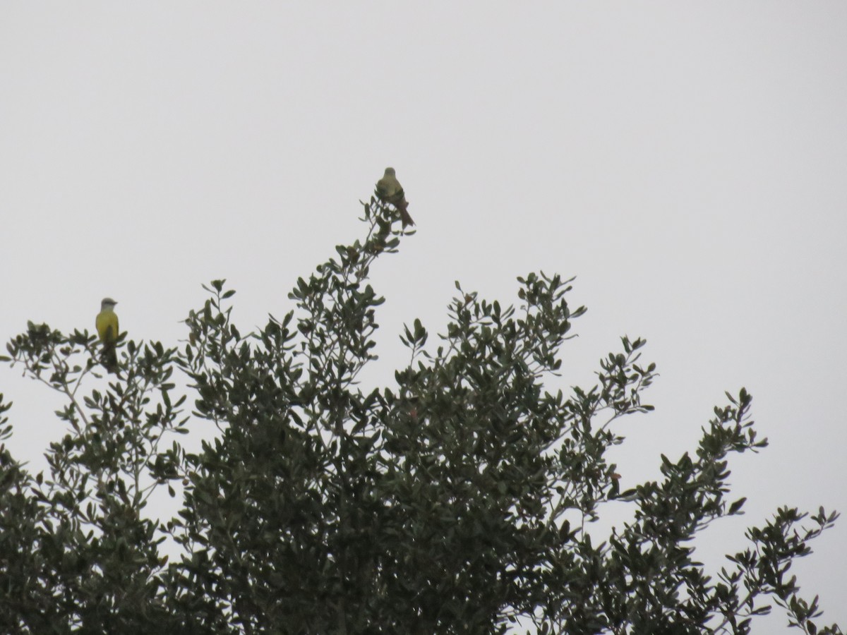 Couch's Kingbird - ML619702166