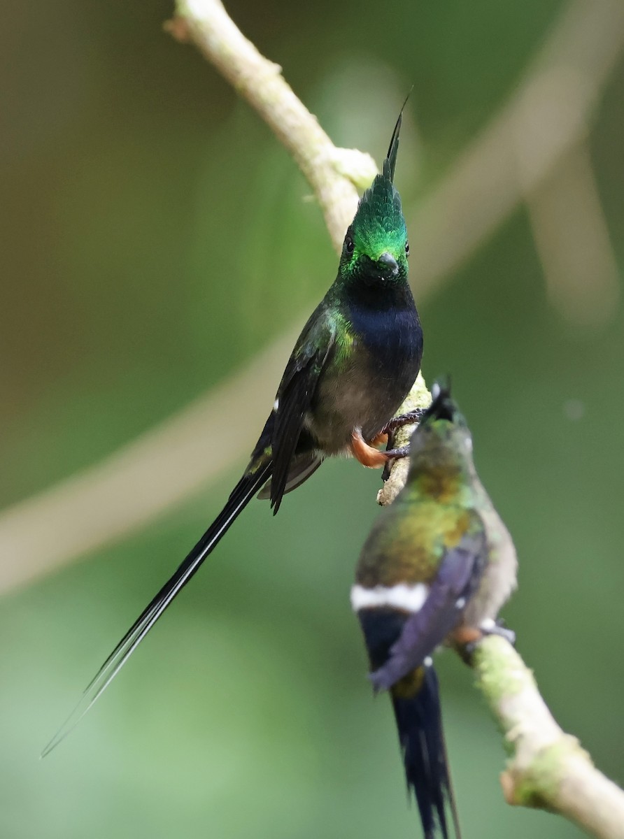 Wire-crested Thorntail - Michael Smith