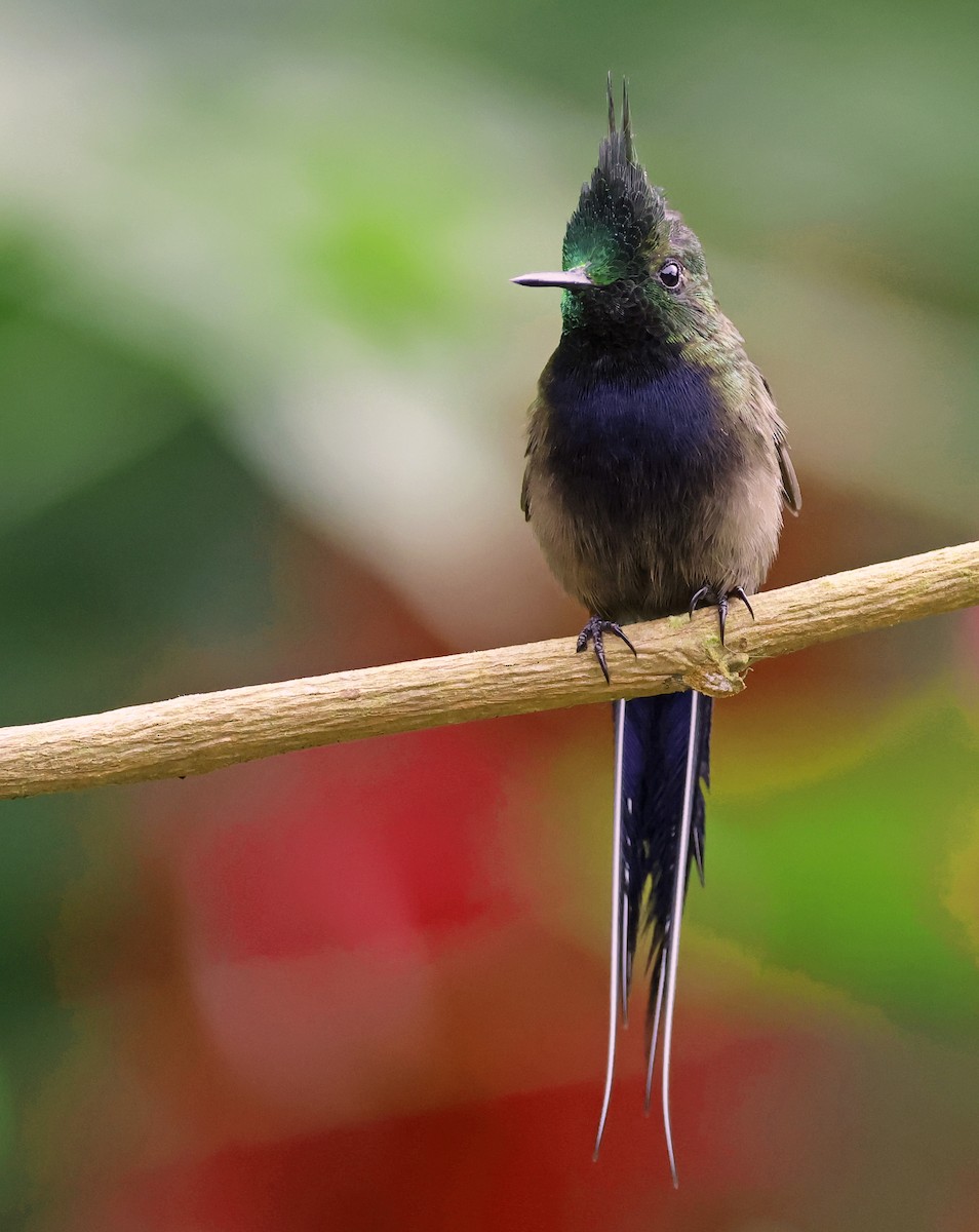 Wire-crested Thorntail - ML619702172