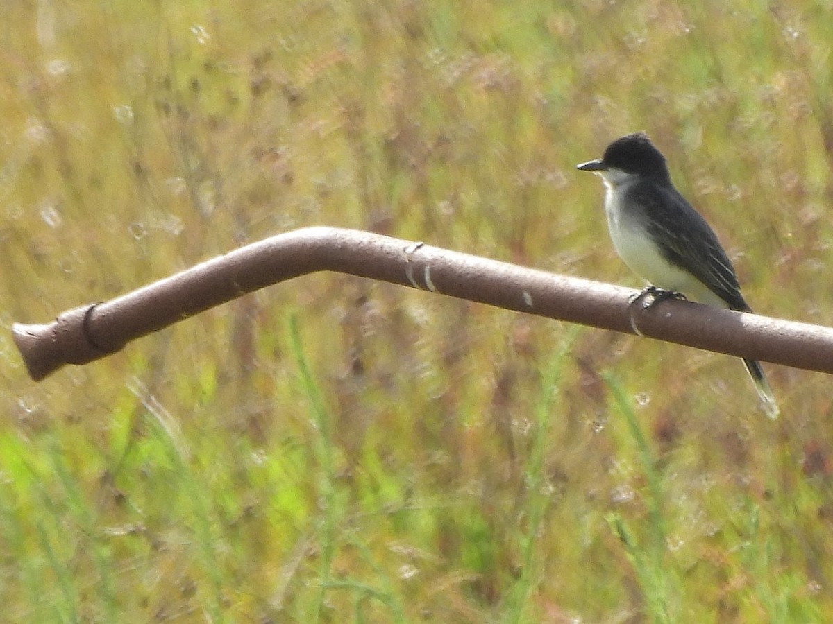 Eastern Kingbird - ML619702177