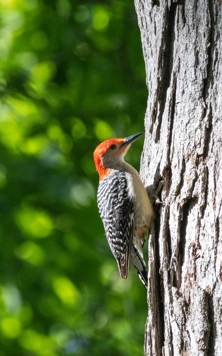 Red-bellied Woodpecker - ML619702193