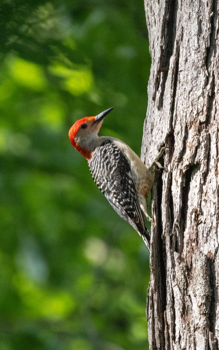 Red-bellied Woodpecker - ML619702194