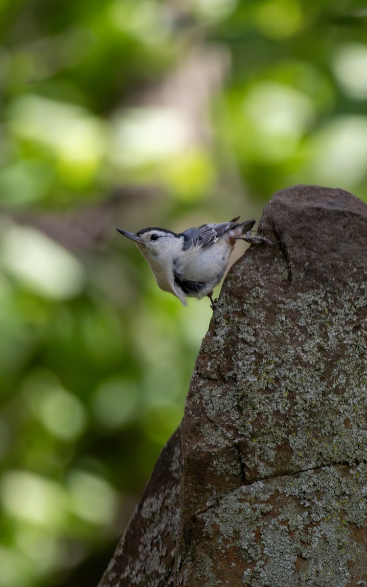 White-breasted Nuthatch - ML619702204