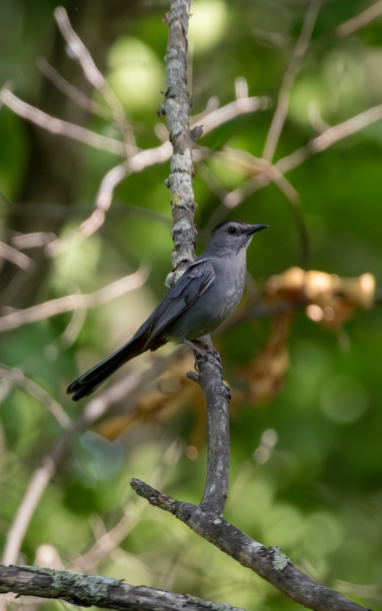 Gray Catbird - ML619702210