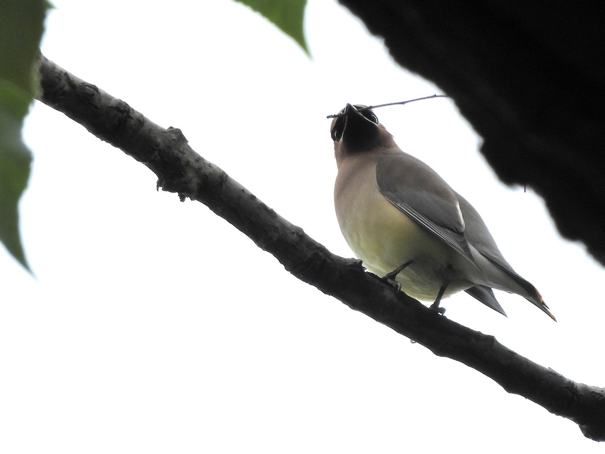 Cedar Waxwing - ML619702213