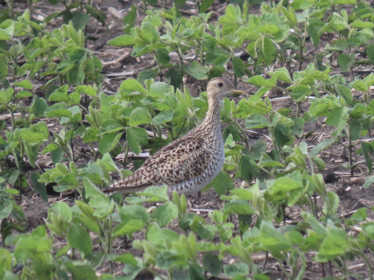 Upland Sandpiper - ML619702214