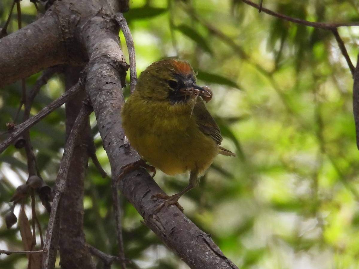 Orange-crowned Warbler - ML619702218