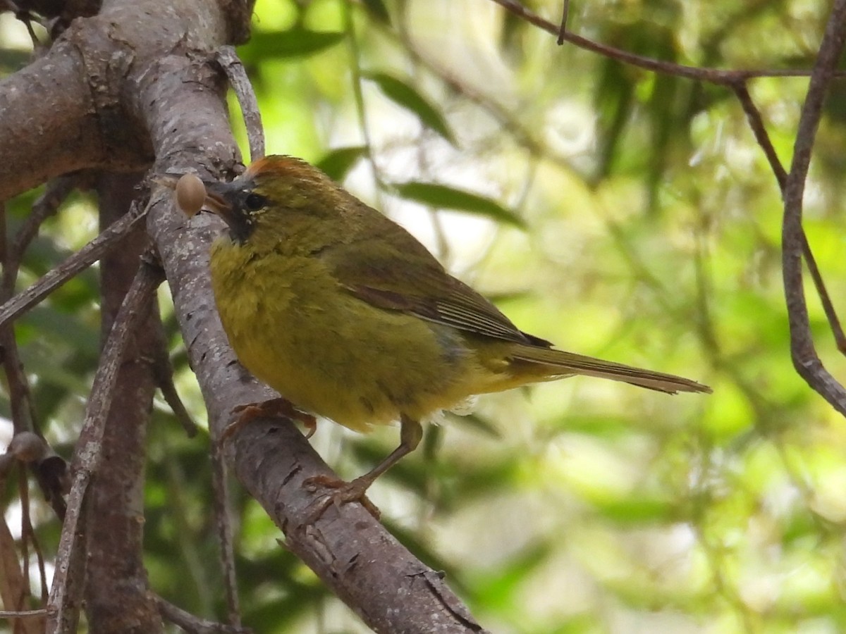 Orange-crowned Warbler - ML619702219