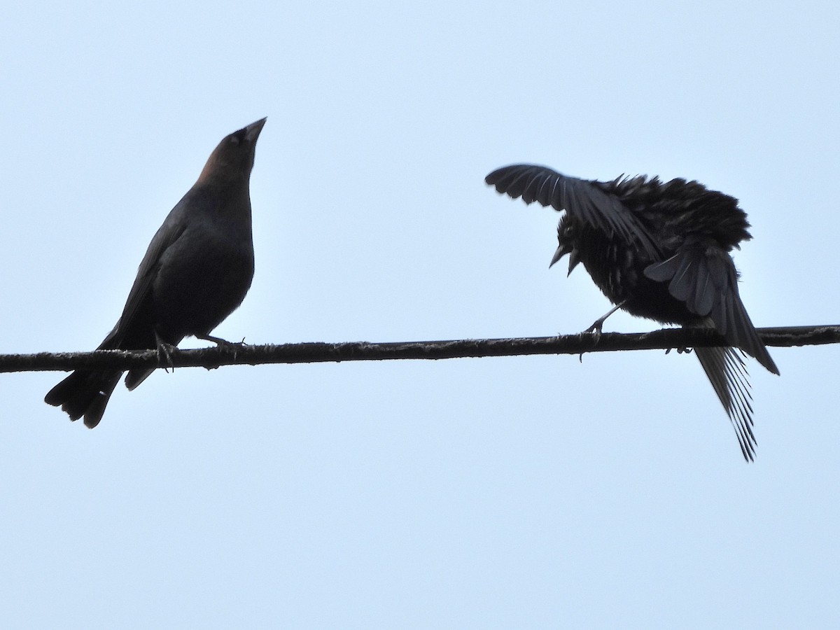 Brown-headed Cowbird - ML619702227