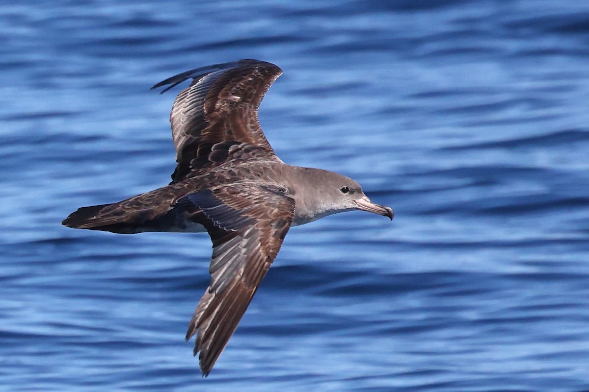 Pink-footed Shearwater - ML619702234