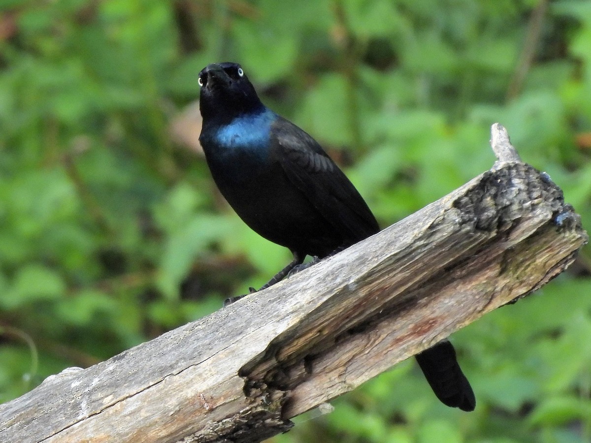 Common Grackle - ML619702235