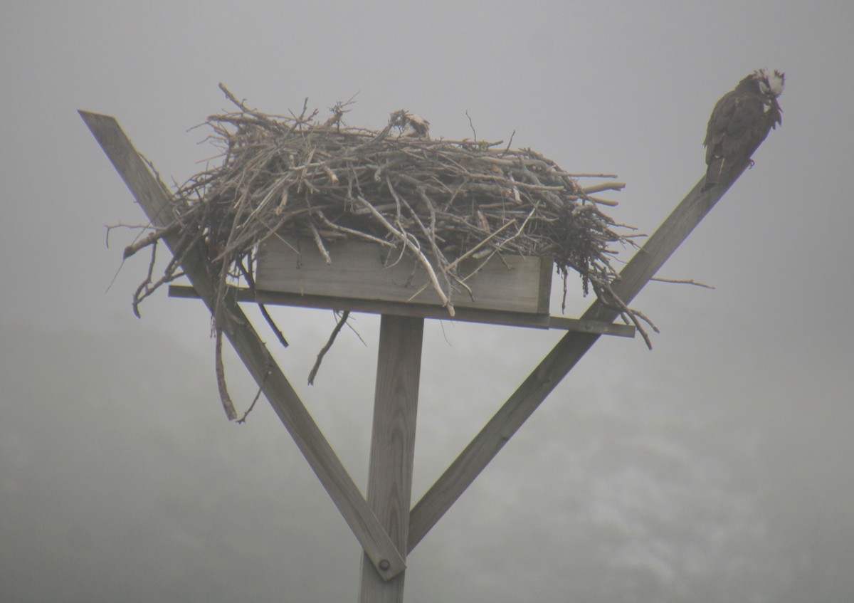 Osprey (carolinensis) - ML619702238